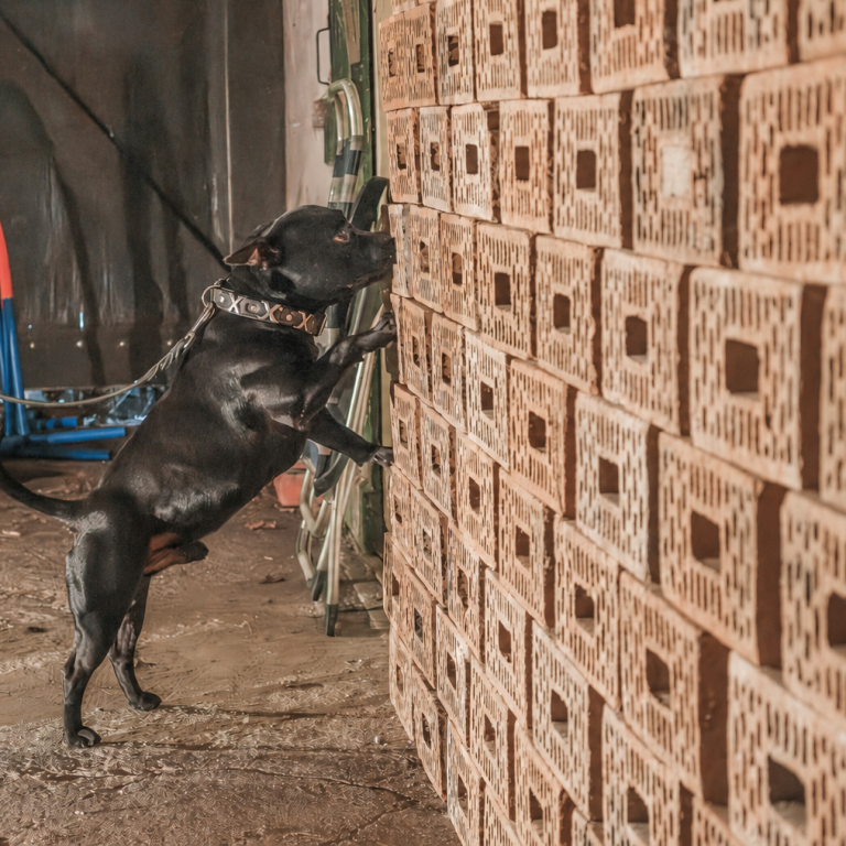 hond zoekt muur af